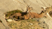 PICTURES/Banff National Park - Alberta Canada/t_Mountain Sheep3.JPG